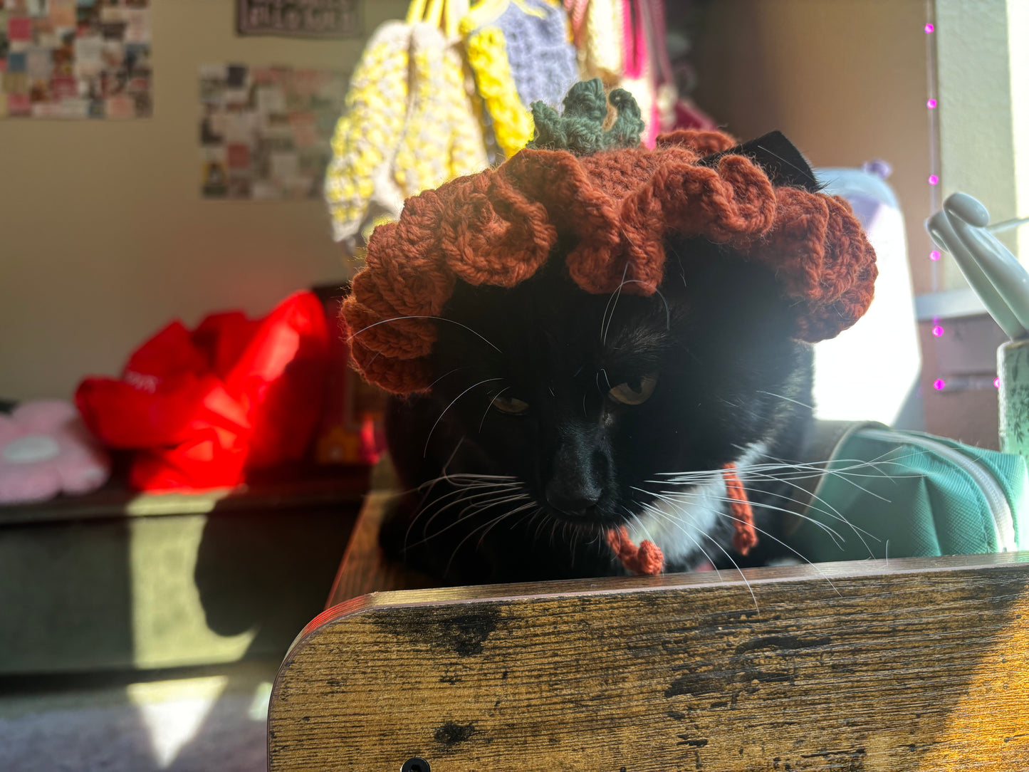 pumpkin pet costume